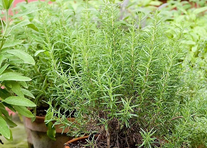 Nene-il Vicolo And Гостевой дом