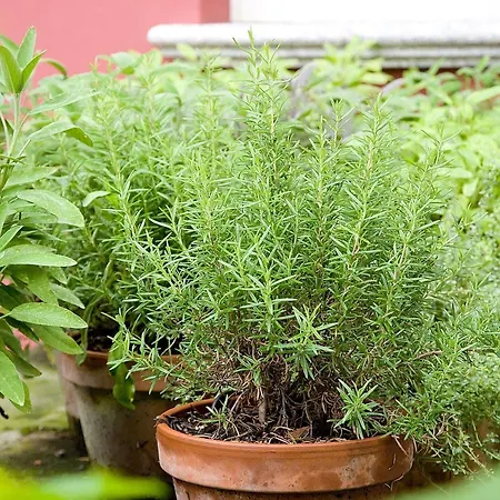 Nene-il Vicolo And Guest house